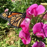 Wild SWEET PEAS Seeds - PERENNIAL Sweet Pea Type / Nitrogen Fixer / Deep Rooted Fragrant Legume Wildflower / Erosion and Weed Control Seeds