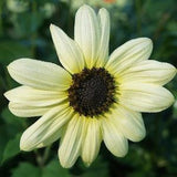 Vanilla Ice Sunflower | 25 Seeds | Annual Cut Flower Seeds For Planting | Creamy/White Blooms | Branching / Pollen Sunflower| 5  Feet Tall