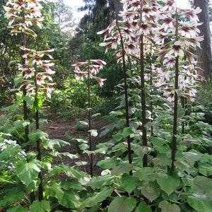 Rare Giant Himalayan Lily 10 Seeds