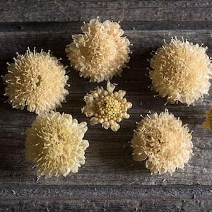 Fata Morgana Scabiosa | 25 Seeds | Scabiosa atropurpurea | Scabiosa stellata | Mourning Bride | Drumstick Flower | Annual Flower | 36" Tall