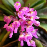 Orchid Schoenorchis scolopendria Mirco Miniature mounted plants