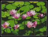 Water Lilies - Cross Stitch Chart/Pattern/Design/XStitch