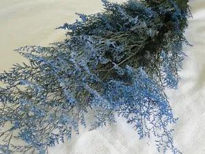 PRESERVED DYED BLUE CASPIA FLORAL FOLIAGE FILLER FLOWER