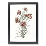 Six Carnations Framed Wall Art Poster Print Home Decor Picture Large