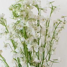 White Delphinium Flower | Bulk DIY Wedding Flowers | Flower Moxie Flower Delivery
