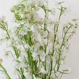 White Delphinium Flower | Bulk DIY Wedding Flowers | Flower Moxie Flower Delivery