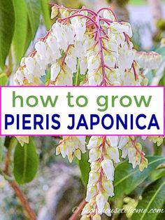Japanese Pieris (How To Grow and Care For Japanese Pieris Shrubs) Flower Delivery