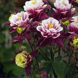 COLUMBINE WINKY RED-White Aquilegia Double Perennial, 5 Rare Seeds
