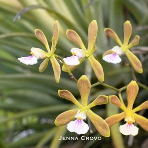 Butterfly Orchid (Encyclia tampensis) Fine Art Print, Everglades National Park, FL