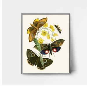 PRINTABLE 1840s Borneo Butterfly Art --- vintage butterfly wall art, butterfly watercolor painting print, 1800s orchid art insect print