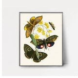 PRINTABLE 1840s Borneo Butterfly Art --- vintage butterfly wall art, butterfly watercolor painting print, 1800s orchid art insect print