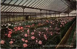 Charlottesville Virginia VA Carnation Beds Monticello Greenhouse Linen Postcard