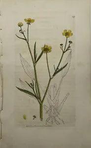 Rare Engraving - Ranunculus Flammula - Leffer Spear - Wort - Polyandria - London