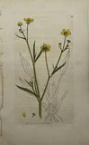 Rare Engraving - Ranunculus Flammula - Leffer Spear - Wort - Polyandria - London