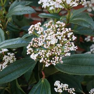 Leather Leaved Viburnum Seeds (viburnum rhytidophyllum) Wrinkled Viburnum, ornamental fragrant and showy evergreen shrub.Flat rate shipping!