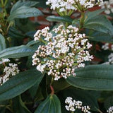 Leather Leaved Viburnum Seeds (viburnum rhytidophyllum) Wrinkled Viburnum, ornamental fragrant and showy evergreen shrub.Flat rate shipping!