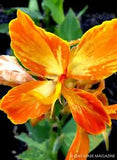 Club Tropicanna Canna Lily Live Plant Rhizome