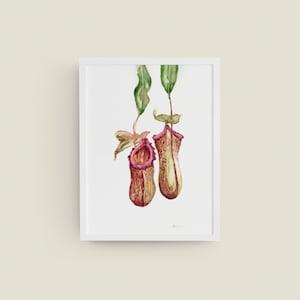 Pitchers Series No. 1 Gicl¡§?e Art Print from Original Watercolor Impression Painting, Carnivorous Trap Plant Home Wall D¡§?cor Hangings Gift