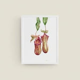 Pitchers Series No. 1 Gicl¡§?e Art Print from Original Watercolor Impression Painting, Carnivorous Trap Plant Home Wall D¡§?cor Hangings Gift