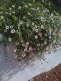 60+ ERIGERON SANTA BARBARA DAISY  PERENNIAL, HARDY GROUND COVER FLOWER SEEDS