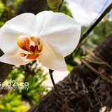 Orchid - Photo Print - Canvas Print - Wall Art - Home Decor - Tropical Flower - Landscape - 16x20 - 11x14 - 8x10