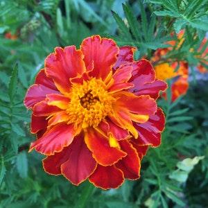 200 Marigold Seeds (Tagetes) - plant with annual flowers - handpicked in 2022
