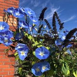 Ipomea Blue Seeds - Ipomea Blue Star - Vine Flower - Climbing Flower - Annual Flower Seeds - Morning Glory