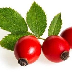 Wild Rosehip seeds with Giant Berries - Wild Rosehip seeds with Giant Berries