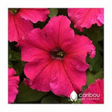 Caribou Seed Company: SUPERCASCADE ROSE Petunia Seeds - Large 5 inch blooms! High Quality & Fresh!  (35 - 40 seeds)