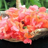 10 seeds organic sweet Pea Prince of  Orange (Lathyrus odoratus)