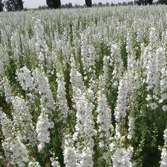 Delphinium Seeds - White King | Flower Seeds in Packets & Bulk | Eden Brothers Flower Delivery