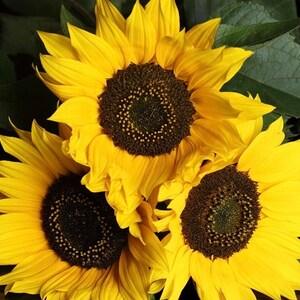 Sunflower Taiyo 2g - 50 Seeds - Helianthus Annuus NON GMO