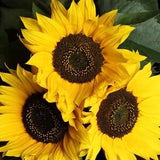 Sunflower Taiyo 2g - 50 Seeds - Helianthus Annuus NON GMO