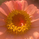 Zinnia apricot blush flower seed 25