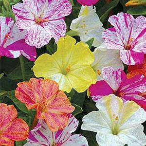 20 Pcs Beautiful Four O Clock Flower Seeds-MIRABILIS JALAPA /  (FL114)