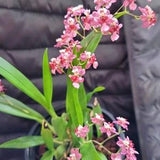 Oncidium orchid twinkle " Pink profusion" starter plant seedling plug- miniature orchid