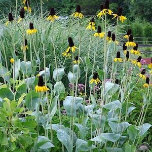 Giant Coneflower - Rudbeckia Maxima 30 seeds - Bee Magnet, Nectar Plant, Attracts birds. Chemical Free, Bee and Pollinator Safe