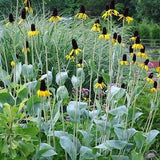 Giant Coneflower - Rudbeckia Maxima 30 seeds - Bee Magnet, Nectar Plant, Attracts birds. Chemical Free, Bee and Pollinator Safe