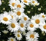 GIANT SHASTA DAISY - PERENNIAL FLOWER - 100+ SEEDS