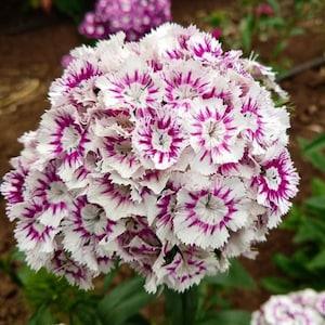 50 Sweet William bi-colour Lilac White, (Dianthus barbatus) seed