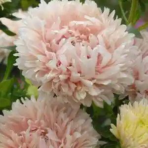 Peony / Paeony Duchess Apricot Aster Seeds | Non-GMO | New | 1233