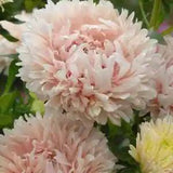 Peony / Paeony Duchess Apricot Aster Seeds | Non-GMO | New | 1233