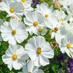 100 seeds, WHITE COSMOS