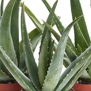 Aloe vera plant in a 4 inch pot~Tropical plant