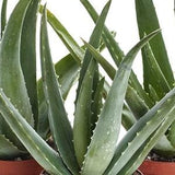 Aloe vera plant in a 4 inch pot~Tropical plant