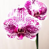 Pink Orchid Photograph