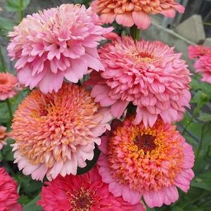 25 Cupcake Mix Zinnia Seeds,  Organic Zinnia Elegans ZE0325
