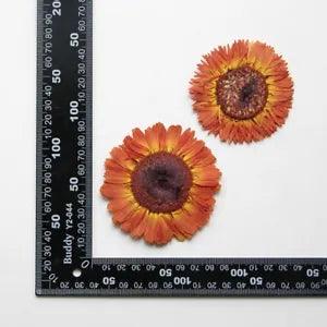2PCS Real Pressed Dry daisy Flower, Large orange Flower Head for art FSS26 #8