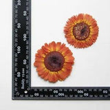 2PCS Real Pressed Dry daisy Flower, Large orange Flower Head for art FSS26 #8