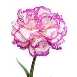 36 of the Best In-Season Wedding Flowers for Every Month Flower Delivery
